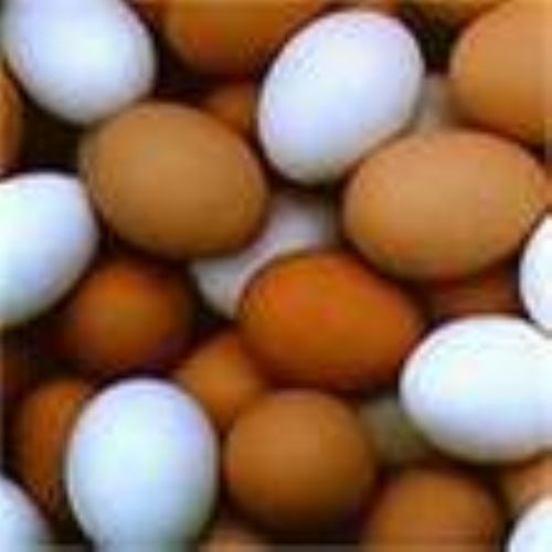 CHICKEN_EGG_AND_EGG_TRAY_EXPORT