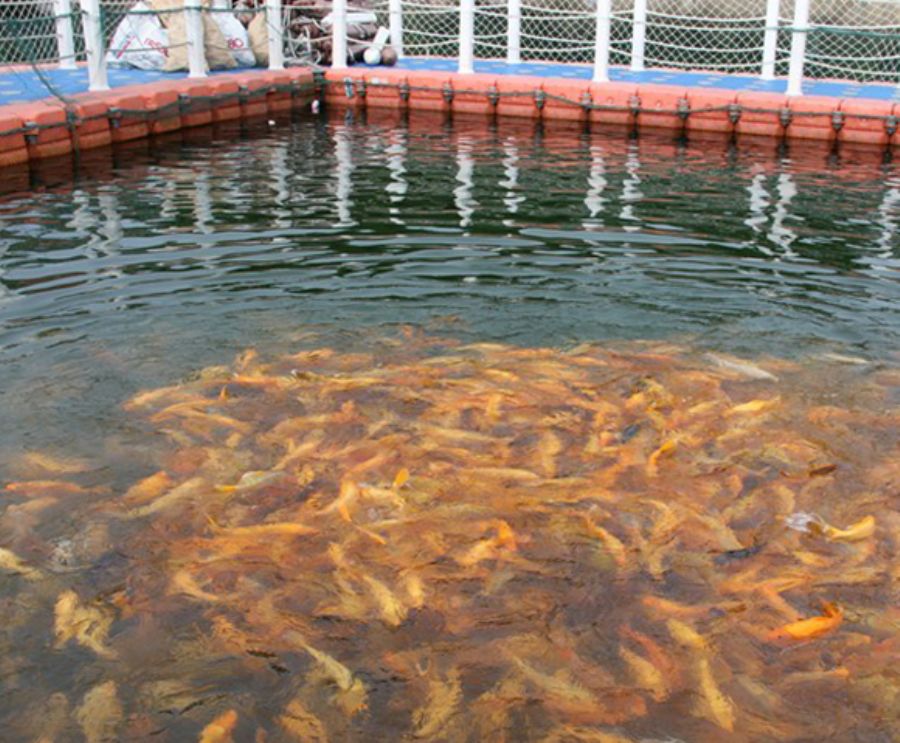 Cage-Fish-Farming