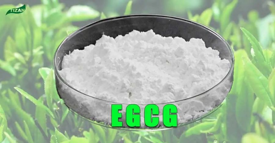 EGCG Powder Green Tea Extract