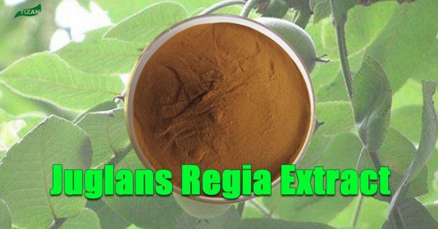 Juglans_Regia_Extract_Walnut_Extract_Natural_DHMA