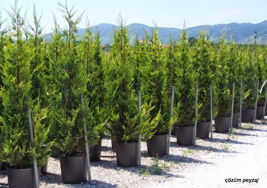 Cupressocyparis-Leylandii-(Yesil)