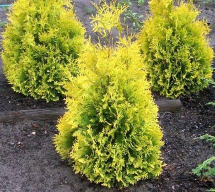 Thuja-Occ.Pyr.Aurea-(Altuni-Mazi)