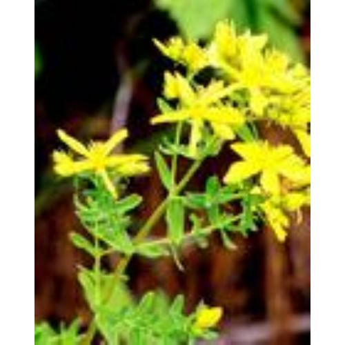 St.John's wort e