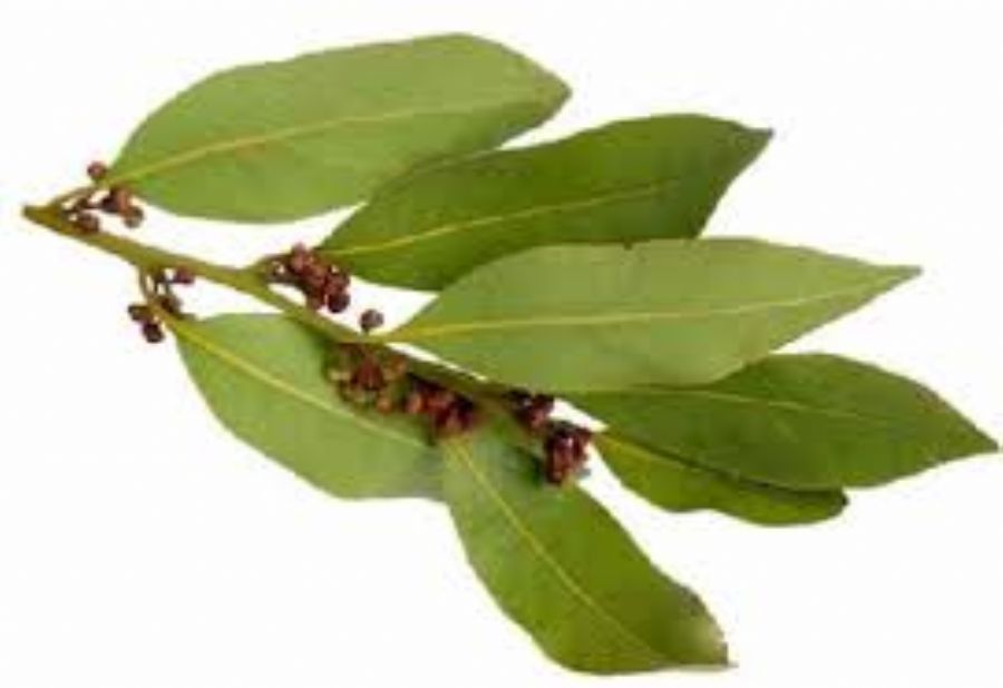 Bay Leaves