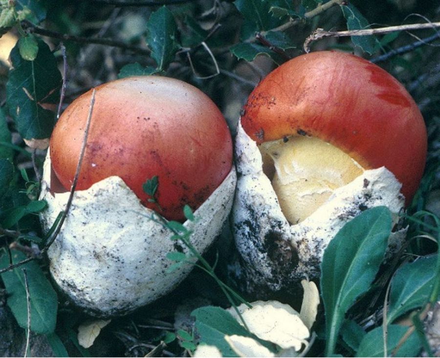 Amanita Caesarea Man