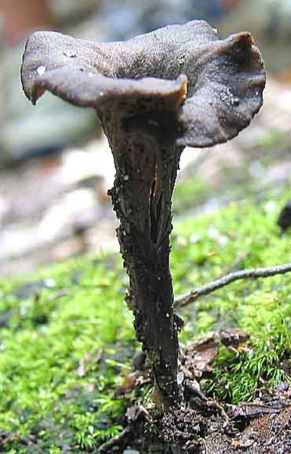 Craterellus Cornucop