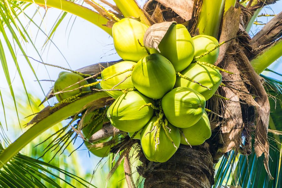 Fully Husked coconut