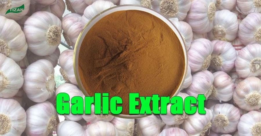 Aged Garlic Extract
