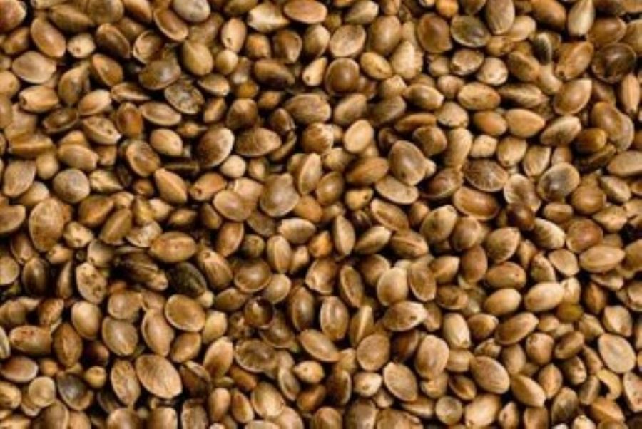 Broomcorn millet, hempseeds